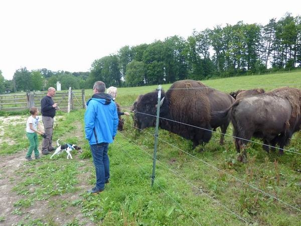 Bild (17).jpg